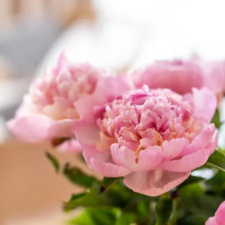 아파트 Amber & Calm Euronia 미엥지즈드로예